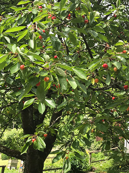 Kirschbaum im Schulgarten Kirschbaum im Schulgarten